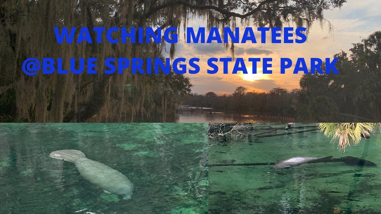 Watching Manatees In Blue Springs State Park | The Klinker
