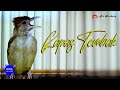 Download Lagu MASTERAN KAPAS TEMBAK GACOR NGEBREN IDAMAN JURI