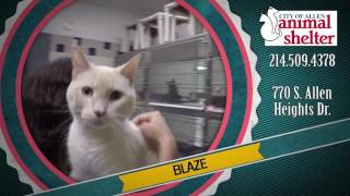 Adopt-A-Pet @ The Allen Animal Shelter (10-14-16)