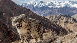 Why are Snow Leopards  called Ghost of the Mountains