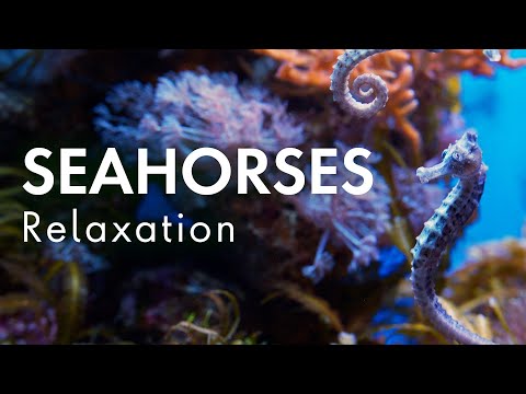Seahorses Relaxation