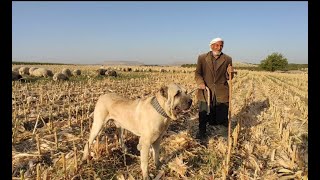 ŞANLIURFA #GUREĞH #ÇOBAN KÖPEKLERİ