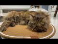A new mat specially for the cats