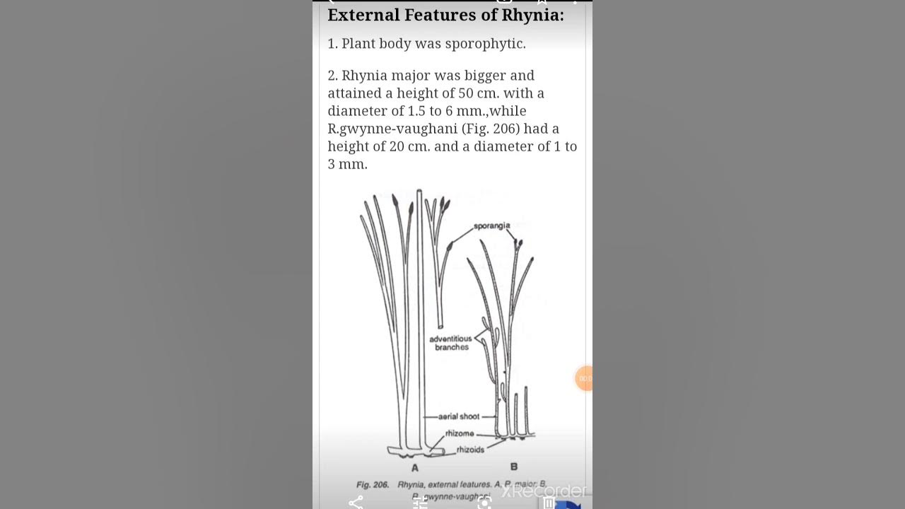 Rhynia, Bscll, Botany YouTube