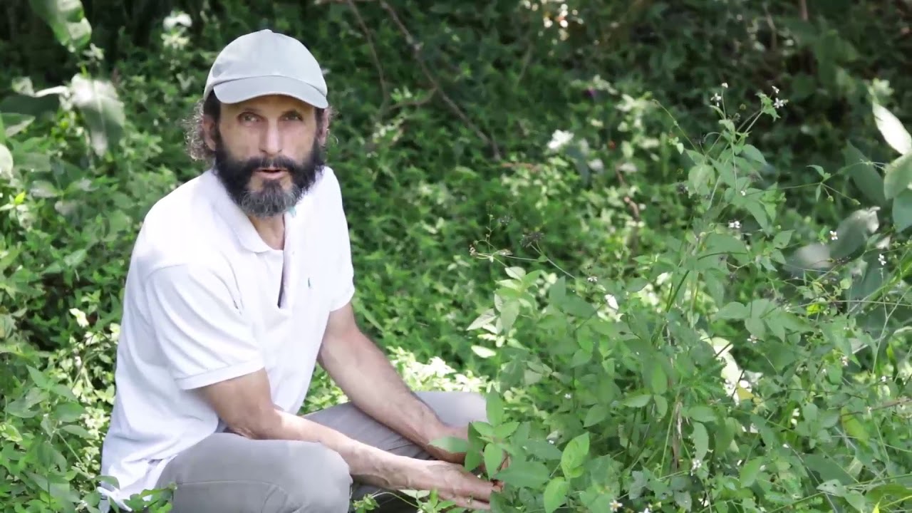 Planta medicinal martin galvis para adelgazar