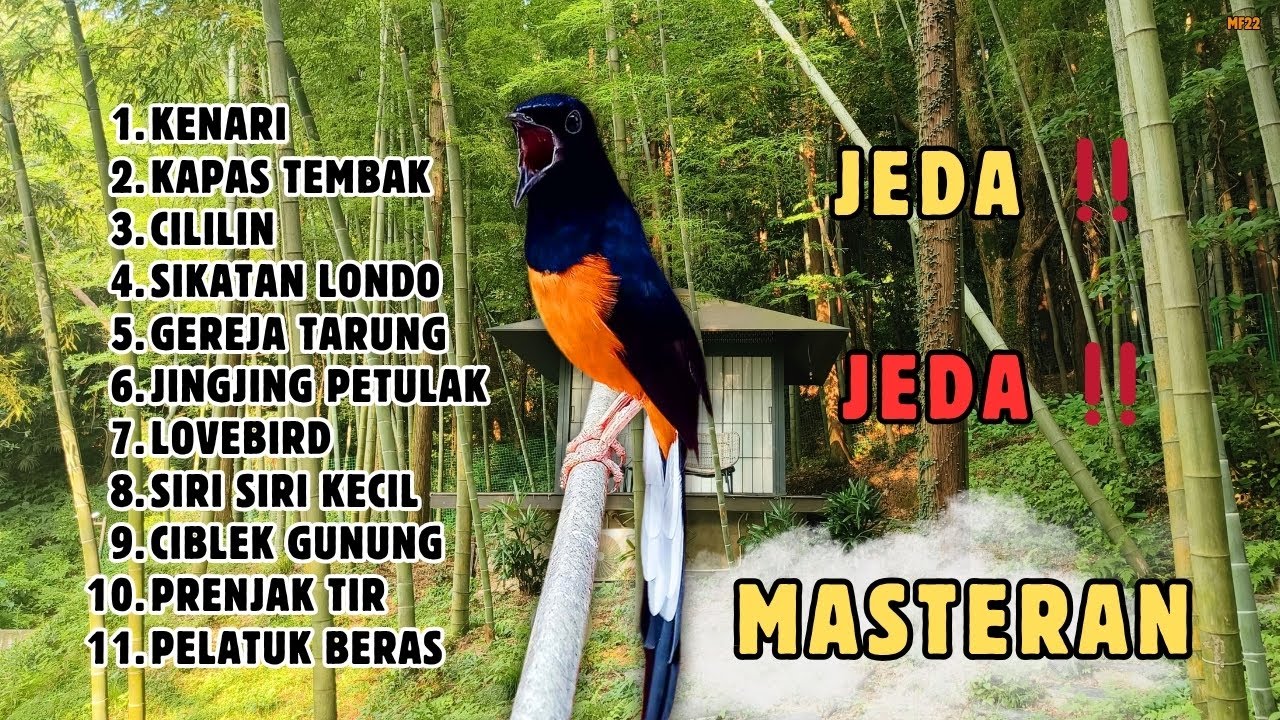 ‼️ SADIS ADA JEDA MASTERAN MURAI BATU GACOR ISIAN MEWAH