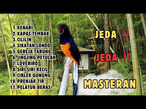 🔴MASTERAN AUDIO JERNIH || CUCAK CUNGKOK || KAPAS TEMBAK || CUCAK JENGGOT ✔️