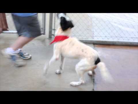 puppy paradise Furkids/Small Dog Rescue - Rolling Rock