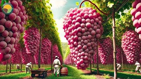 Inside a Modern Grape Processing Plant: From Fresh Grapes to Premium Wine (Full Factory Process)