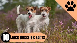 Jack Russell Terriers: 10 Datos Importantes