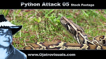 Python Attack 05 Stock Footage