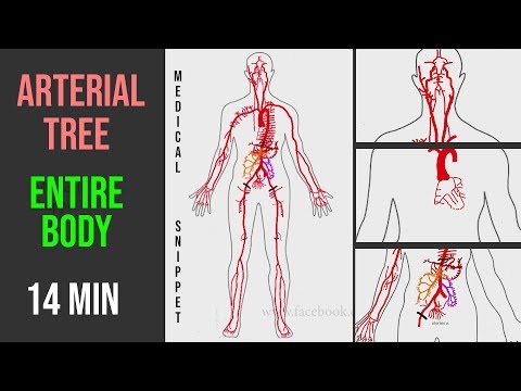 Arteries (Arterial Tree) of the entire human body • Anatomy explained in 14 minutes