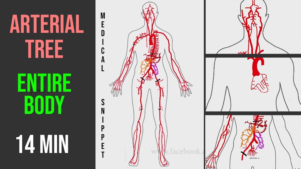 Arteries (Arterial Tree) Of The Entire Human Body • Anatomy Explained In 14 Minutes