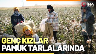 Cudi Dağı Etekleri Pamuk Tarlalarına Dönüştü