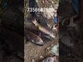 கட்டலா ரோகு பிடிக்க பால் செட் சேல்ஸ் #fishing# shorts