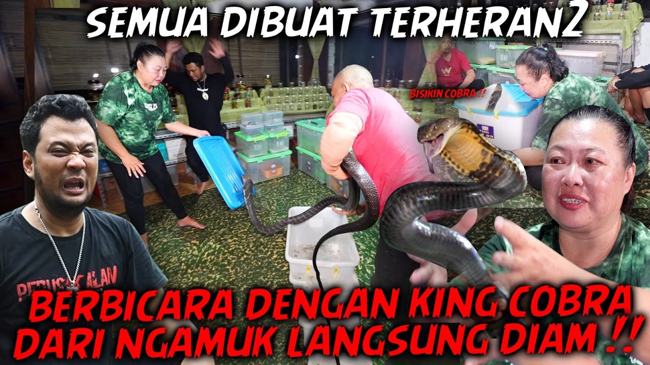 TERNYATA KING COBRA BISA BERKOMUNIKASI DENGAN SUARA !! MBAK LIDYA BANTU MENENANGKAN ULAR GANAS INI..