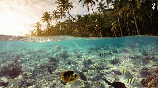 [NEW] 12HR Stunning 4K Underwater footage -Rare & Colorful Sea Life Video - Relaxing Sleep Music #14