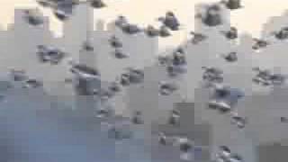 after effects flock of birds test 2