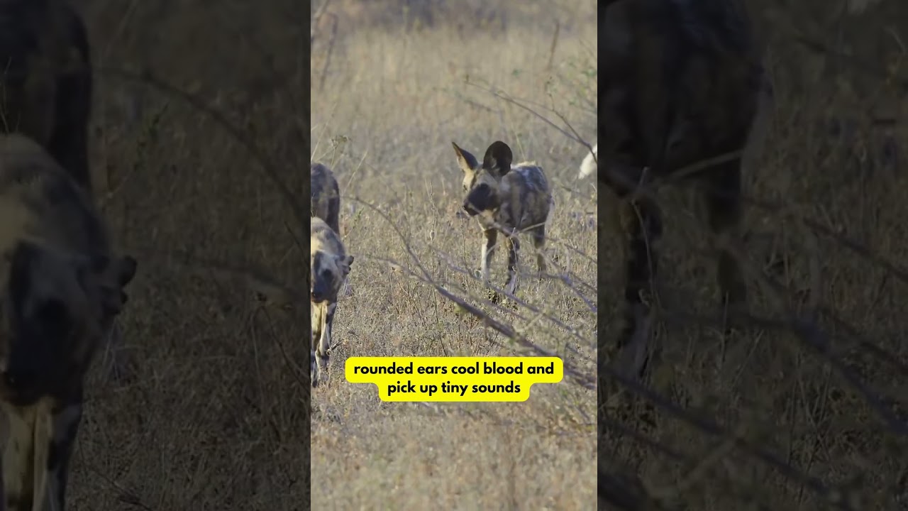 Amazing Facts About African Painted Dogs! 