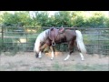 Golden Bronze Palomino Tennessee Walking Horse Stallion