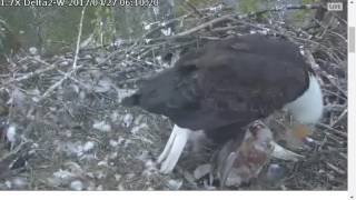 WARNING: THIS VIDEO MAY BE DIFFICULT TO WATCH - Pa brings live prey to the nest 04 27 17