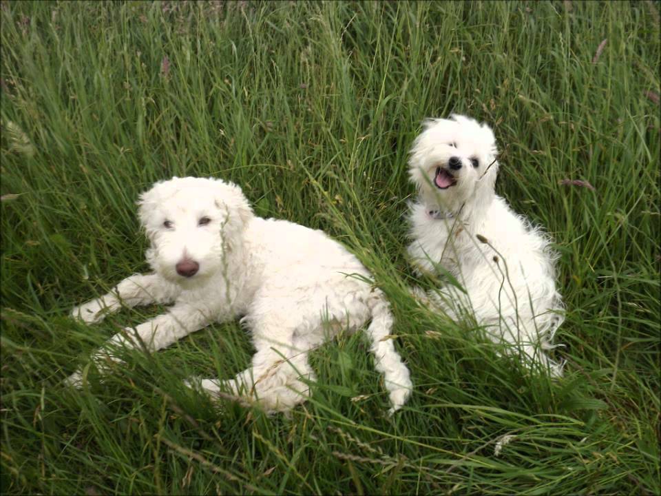 goldendoodle maltese