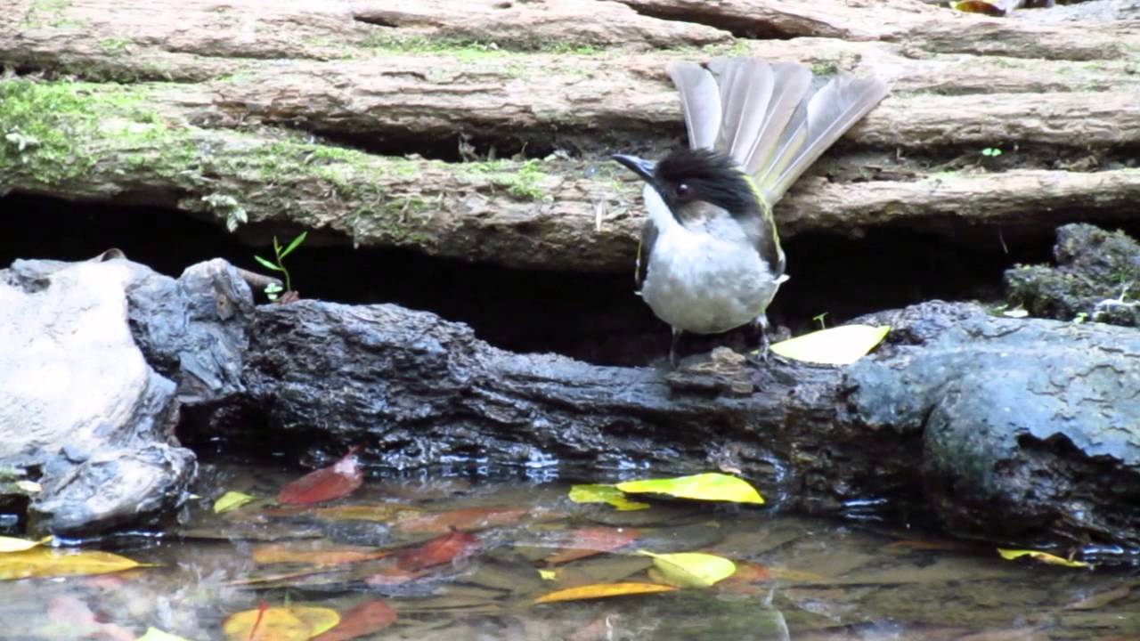 นกปรอดสีขี้เถ้า Ashy Bulbul 