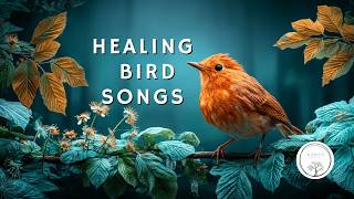 Download Lagu Healing Piano, Strings \u0026 Birdsongs. Peaceful Forest Music for Relaxation \u0026 Stress Relief #birdsounds MP3