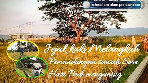 KEINDAHAN ALAM PERSAWAHAN  _ Pemandangan sawah di Desa  - Padi Menguning @r234official5 