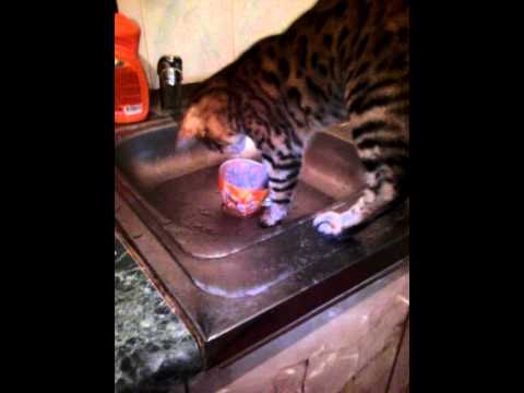 кошка моет посуду