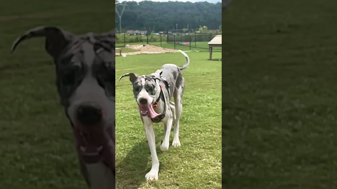 Great Dane Bane slow mo tongue wag