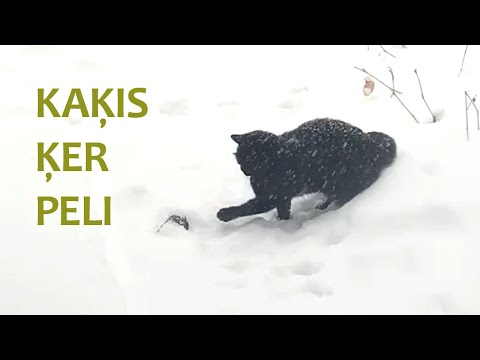 Video: Šveices Zinātnieki Ir Izveidojuši Jaudīgu Peli - Alternatīvs Skats