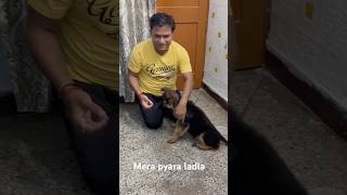 #germanshepheard #gsds #funny #cute #pets #german #love #puppy #gsd #comedy #puppyvideos #funnypuppy