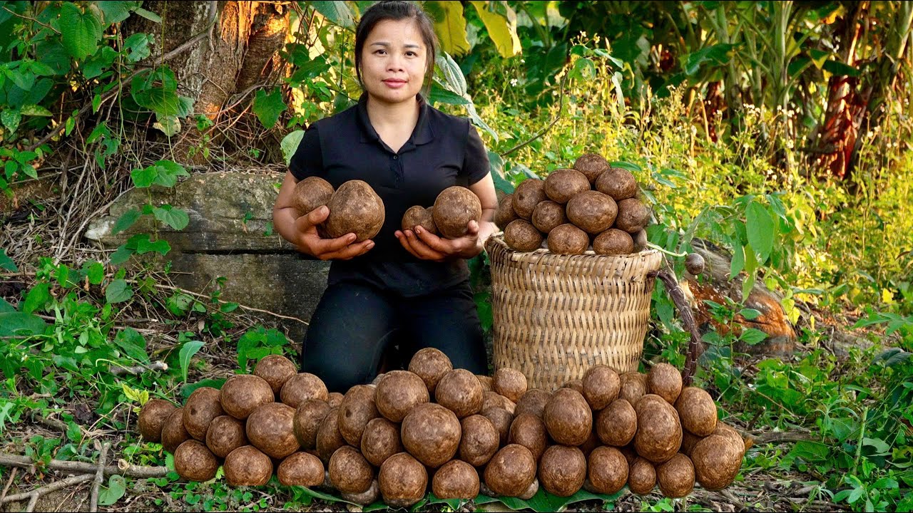 Female CEO Unexpectedly Found Wild Radish – What Locals Call “Gold from the Sky”!