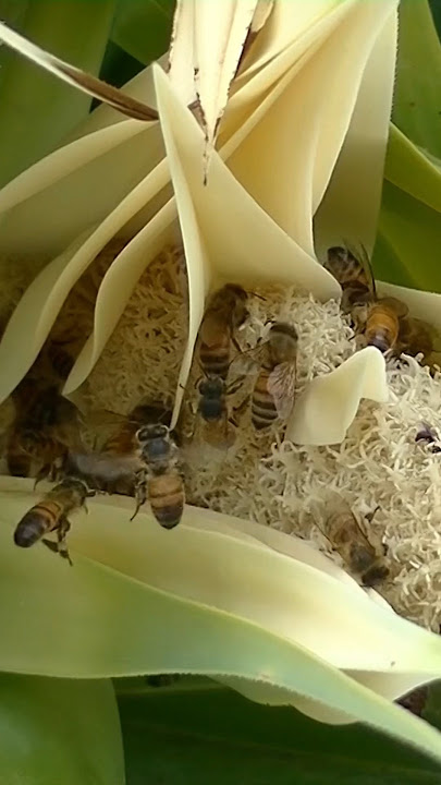 Hard worker honey bees 🐝 #youtubeshorts #shorts