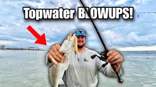 The BEACH is LOADED with SPECKLED TROUT! 