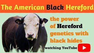 The American Black Hereford Association The Dark Horse Of Cattle Breeds 