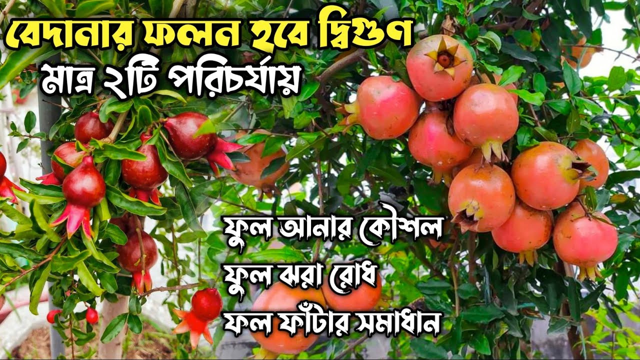 বেদানার ফলন হবে দ্বিগুণ মাত্র ২টি পরিচর্যায় | ডালিম গাছের পরিচর্যা | Pomegranate Plant Care