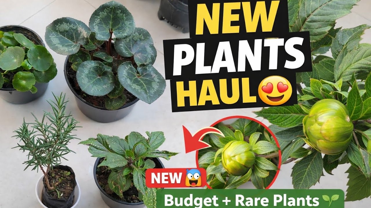 New Plants Haul 😍🌿 | Budget + Rare Plants for Home Garden | Easy Care Plants You Must Buy 