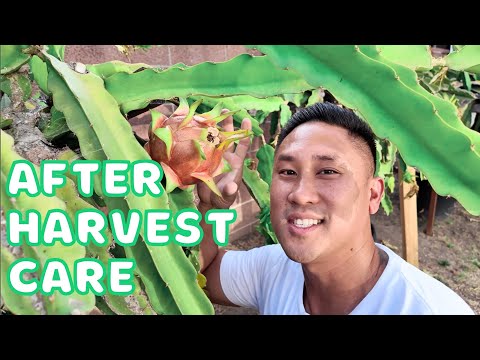How To Care For Your Dragon Fruit Plants After A BIG HARVEST!