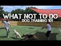 Aggressive German Shepherd Training- What NOT to do! Dog Training with America's Canine Educator-