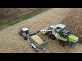 Claas Trion 660 w kukurydzy | Wydajność ograniczona przez odbiór?!