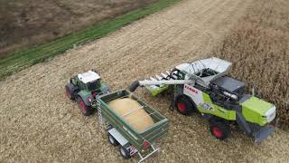 Claas Trion 660 w kukurydzy | Wydajność ograniczona przez odbiór?!