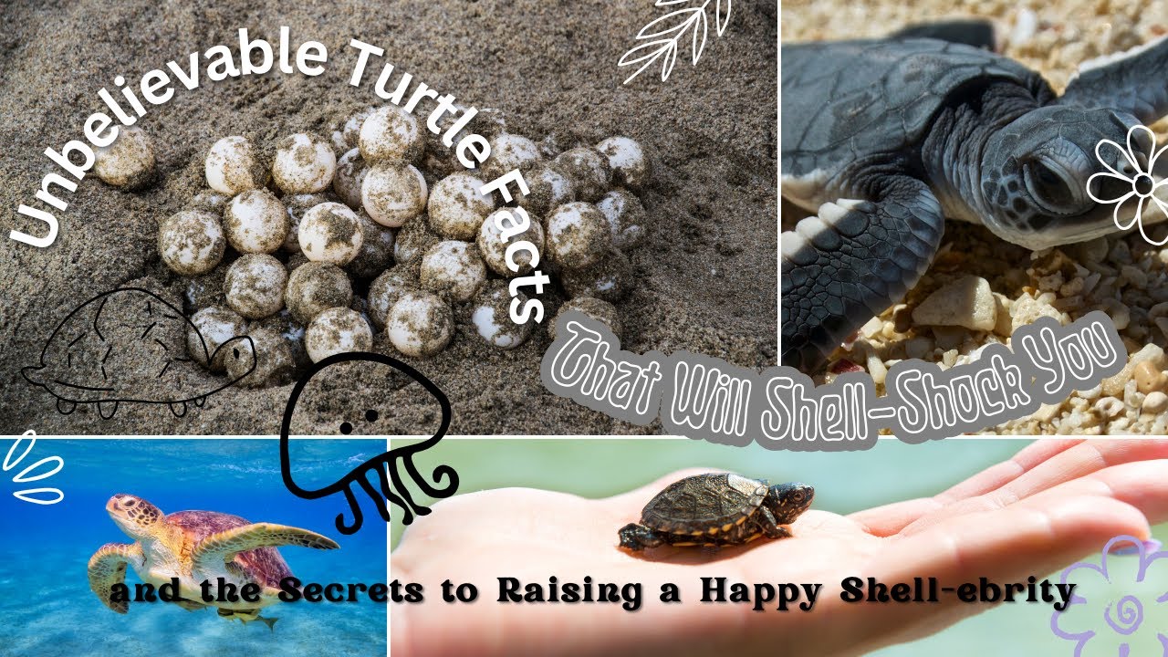 Turtle Facts That Will Shell-Shock You and the Secrets to Raising a Happy Shell-ebrity