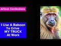 I Use A Baboon To Drive My Truck At Work African Confession