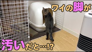 子猫のトイレ後の脚（あし）臭い!!綺麗にするおすすめの方法【うんちスタンプ回避】