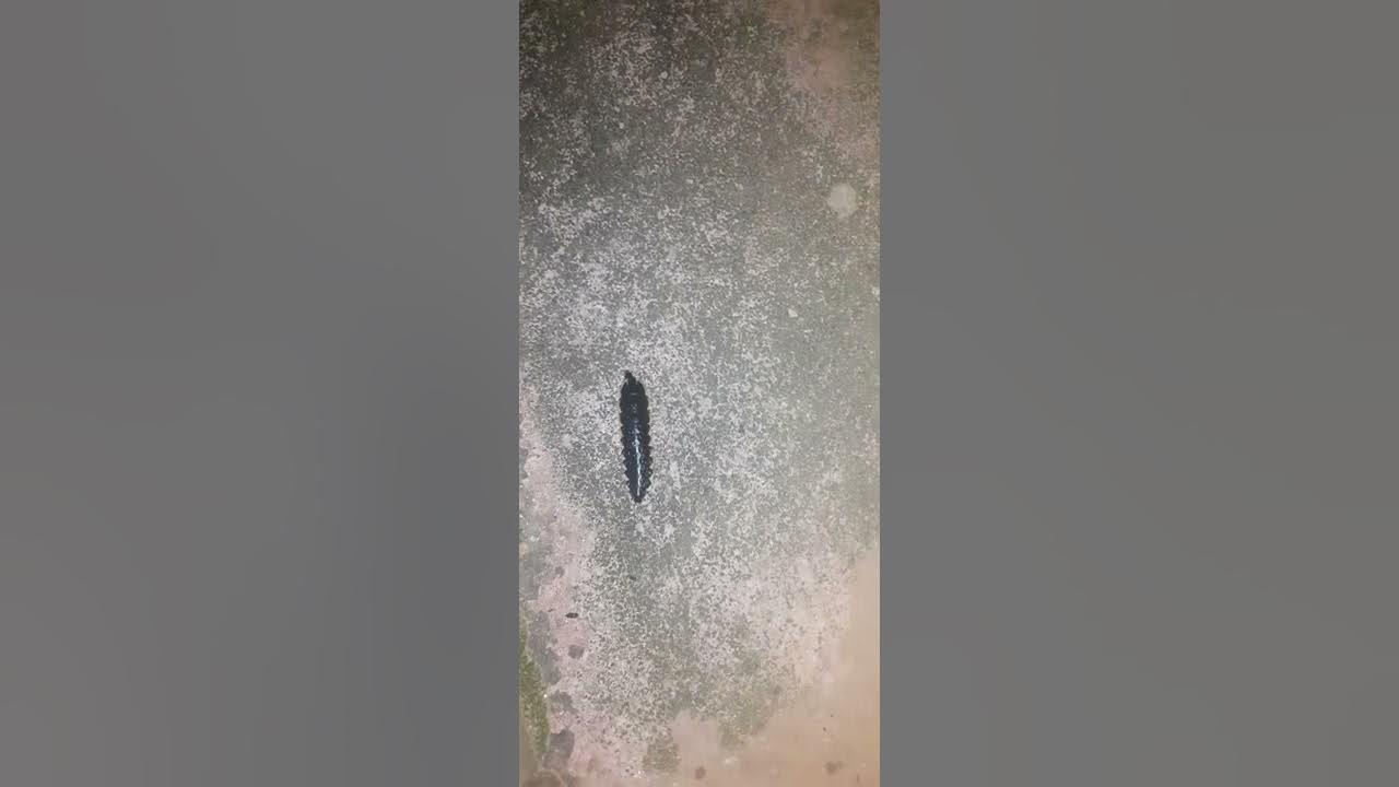 Glow Worm/ රෑ බදුල්ලා YouTube