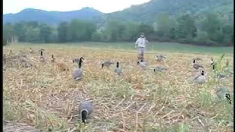 Goose Decoy Tips
