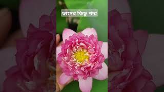 ছাদের উপর কিছু সুন্দর পদ্ম🌸❤#vairalshorts #vairal #Bongaon