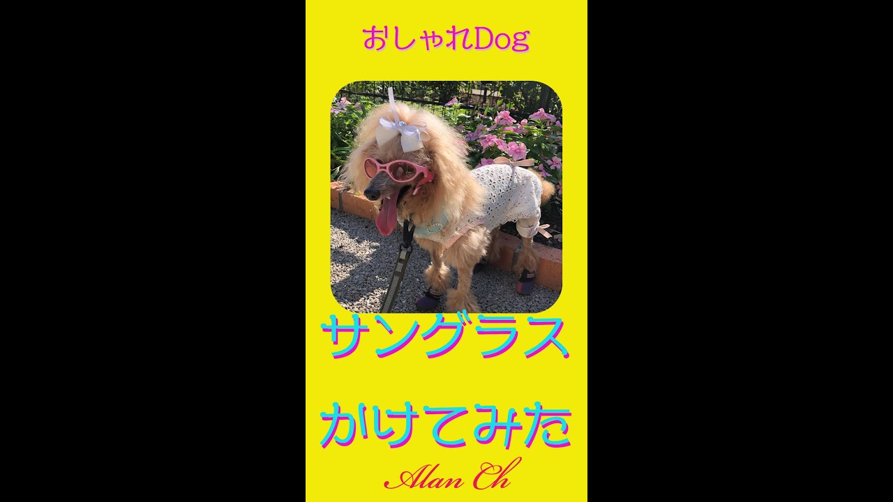サングラスでおさんぽ日和 保護犬トイプードル Walk In Sunglasses Marcher Avec Des Lunettes De Soleil Shorts Youtube